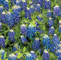 BLU FLOWERS OF FRIENDSHIP FLWR 1