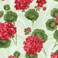 LEAF BETTYS GERANIUMS 1