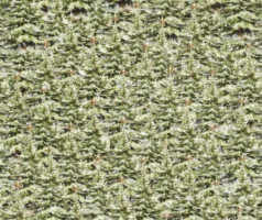 Christmas Magic Christmas Trees