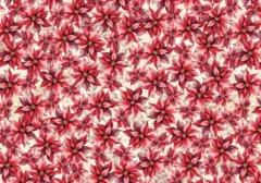 Christmas Magic Poinsettias